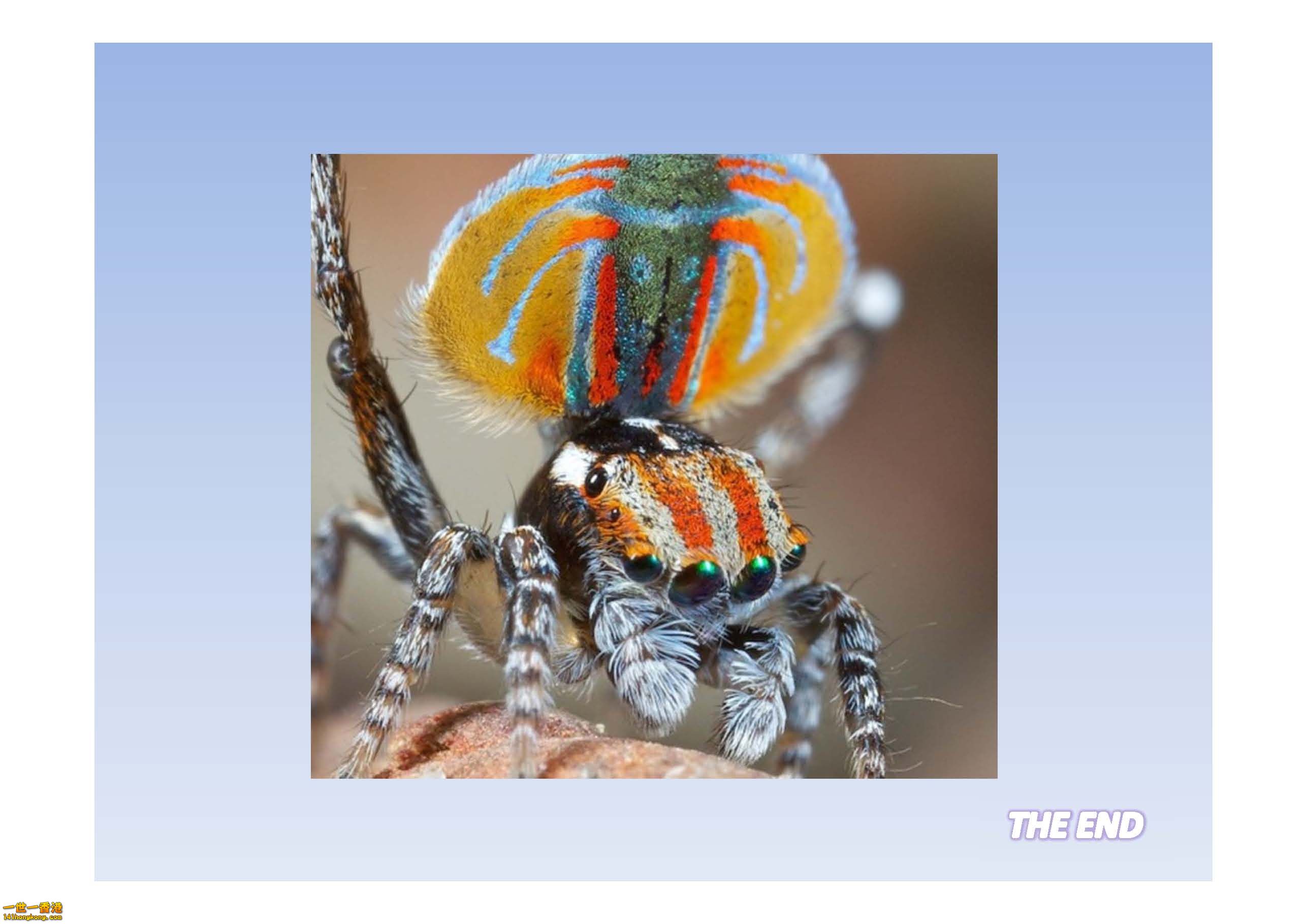 孔雀蜘蛛 - 複製_頁面_12.jpg