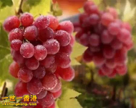 13、天然抗衰老藥-葡萄.jpg