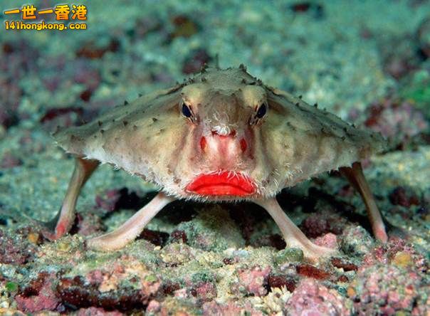 1.紅唇蝙蝠魚　Red-lipped Batfish.jpg