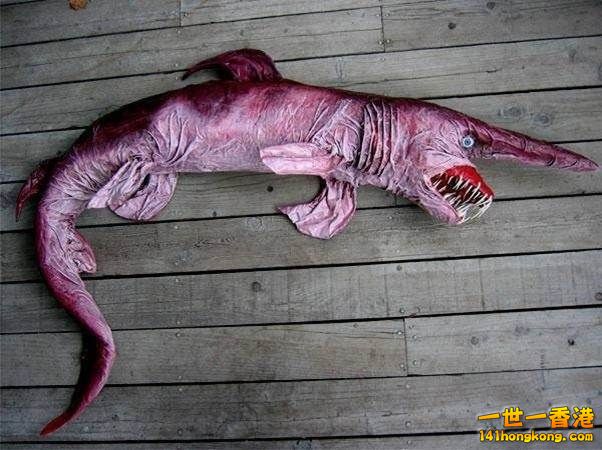2.哥布林鯊　Goblin Shark.jpg