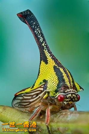 5.角蟬　Umbonia Spinosa(延伸閱讀).jpg