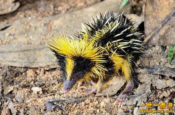 6.挑染過的稻田猬Lowland Streaked Tenrec.jpg