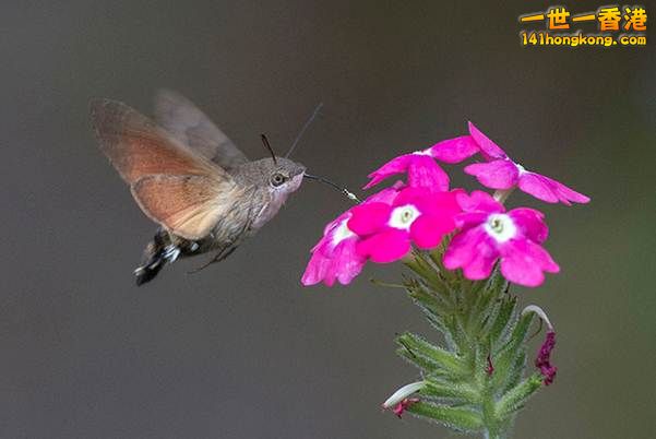 7.蜂鳥天蛾　Hummingbird Hawk-Moth.jpg