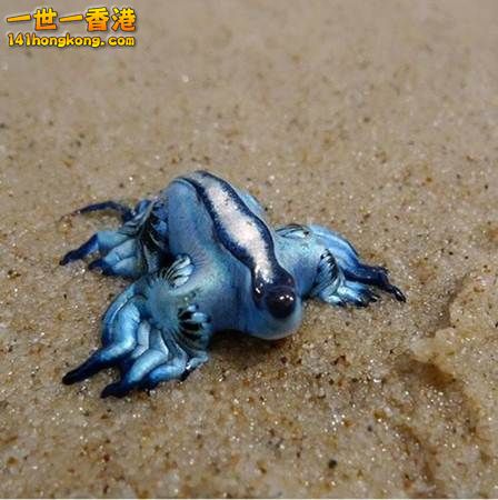 8.大西洋海神海蛞蝓Glaucus Atlanticus(延伸閱讀).jpg