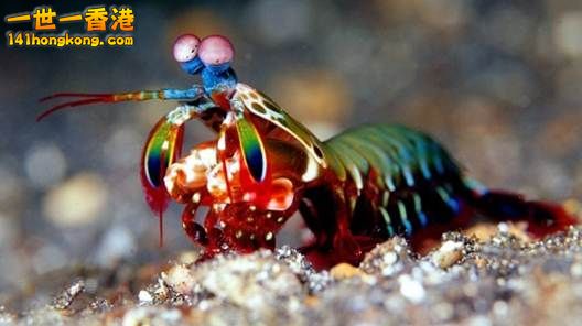 9.螳螂蝦(蝦蛄)　Mantis Shrimp.jpg