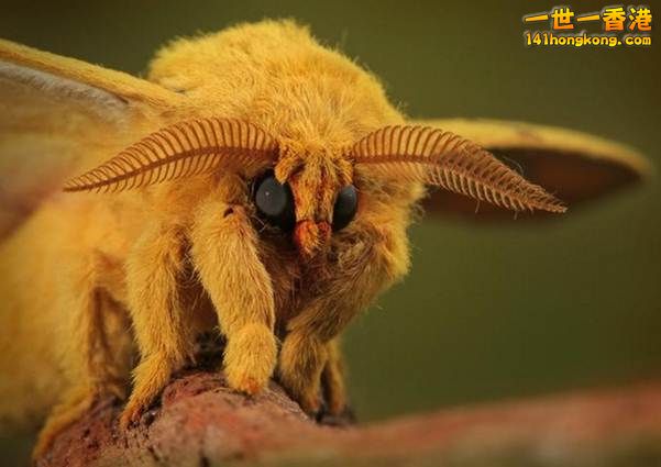 10.委內瑞拉貴賓犬蛾 Venezuelan Poodle Moth.jpg