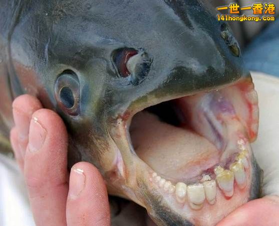 11.人齒魚　The Pacu Fish(延伸閱讀).jpg