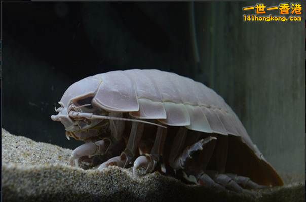 12.大王具足蟲　Giant Isopod(延伸閱讀).jpg