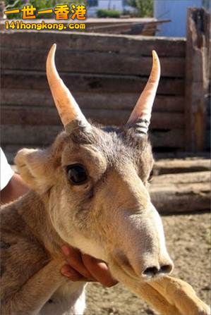 13.賽加羚羊　The Saiga Antelope.jpg