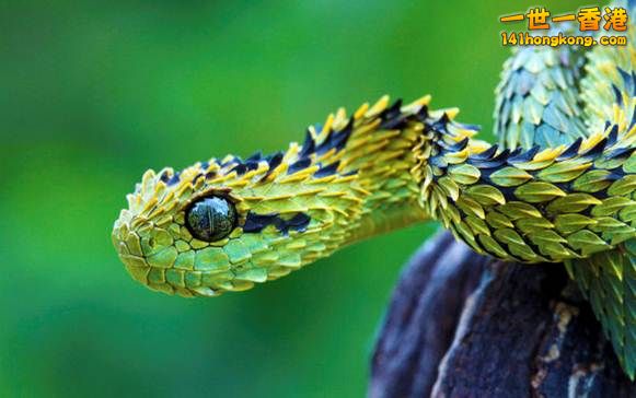 14.樹蝰　The Bush Viper.jpg