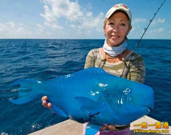 15.藍色鸚鵡魚　The Blue Parrotfish.jpg