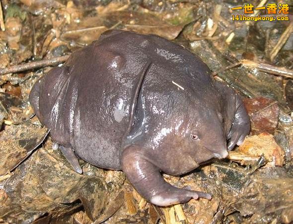 16.印度紫色青蛙　Indian Purple Frog.jpg