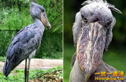 17.鯨頭鸛　Shoebill.jpg