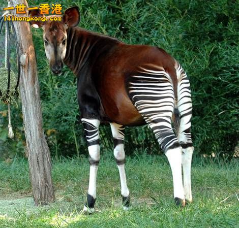 18.霍加皮　Okapi.jpg