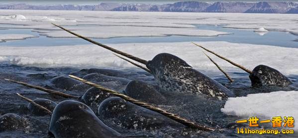 19.獨角鯨　Narwhal.jpg