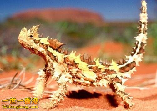 20.澳洲魔蜥　Thorny Dragon.jpg