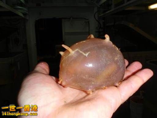 21.海豬　Sea Pig.jpg