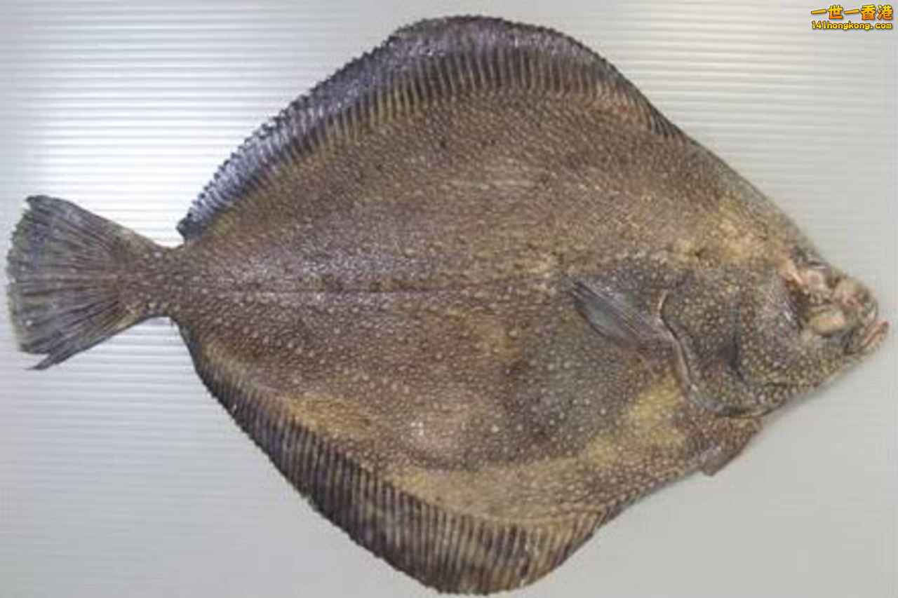 比目魚.jpg