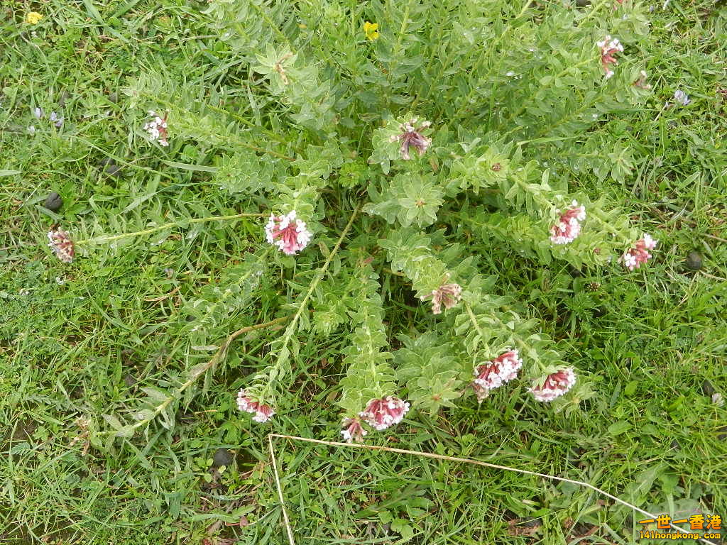 DSCN8544.JPG