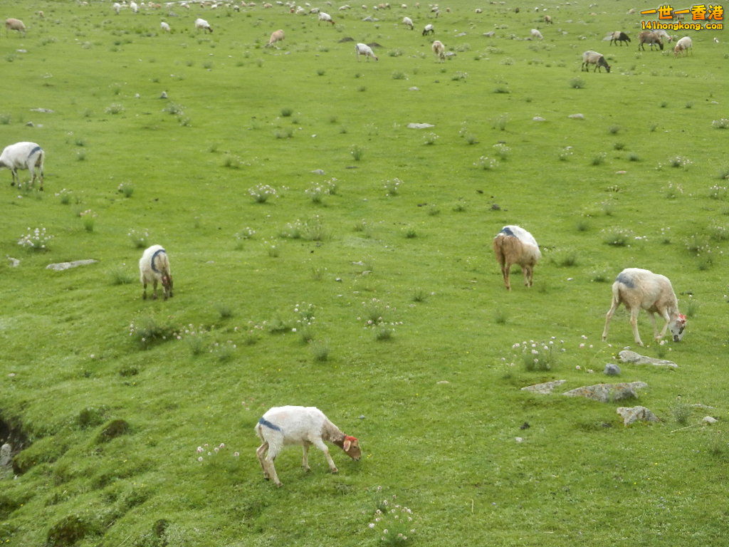 DSCN8528.JPG