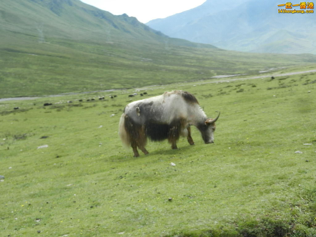 DSCN8584.JPG