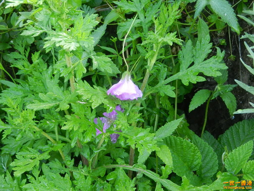 DSCN8811.JPG