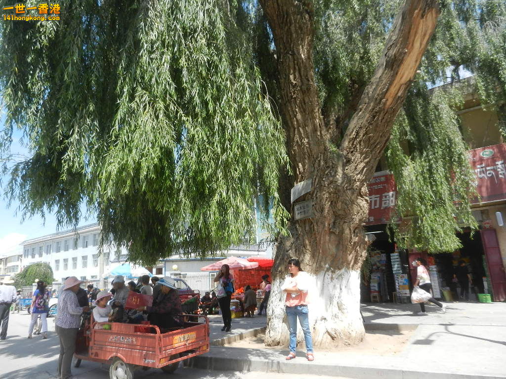 DSCN8442.JPG