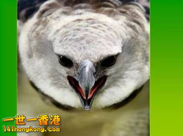 7 哈佩雕是美洲最大的猛禽.jpg