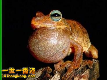 14 一隻雄性樹蛙正在呼喚雌蛙，同時警告其他雄蛙遠離此處.jpg