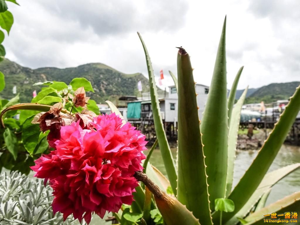 PSX_20150811_181242 - 複製.jpg