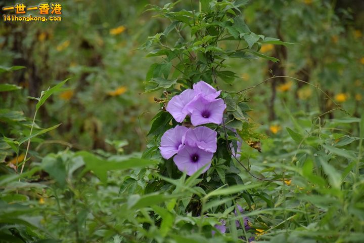 DSC_0240.JPG
