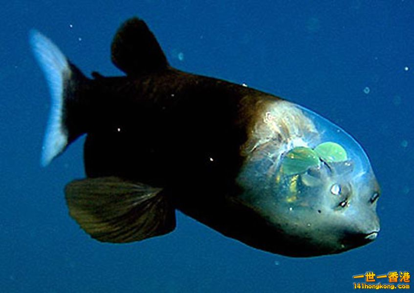 transparent-fish-head_副本.jpg