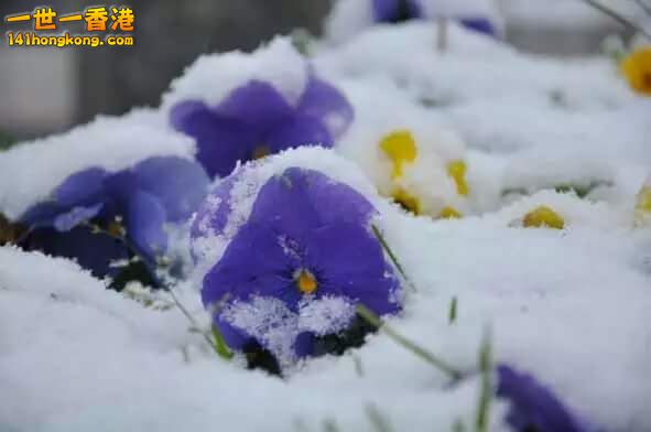 雪中情 (12).jpg
