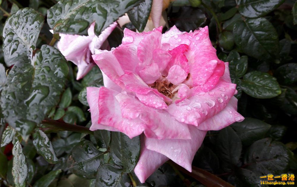 北區花鳥蟲魚-玫瑰 (9).jpg