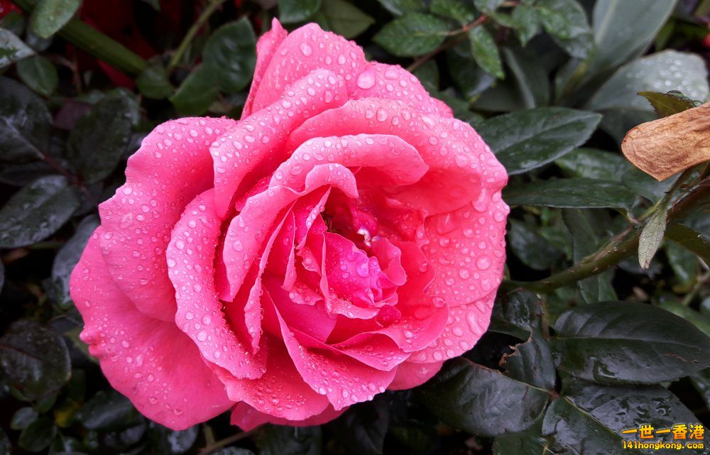 北區花鳥蟲魚-玫瑰 (10).jpg