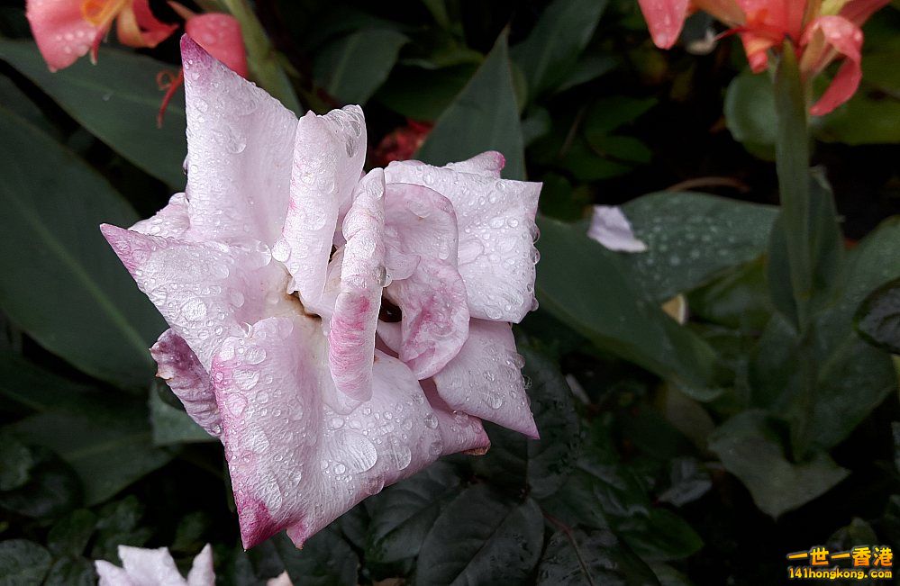 北區花鳥蟲魚-玫瑰 (7).jpg