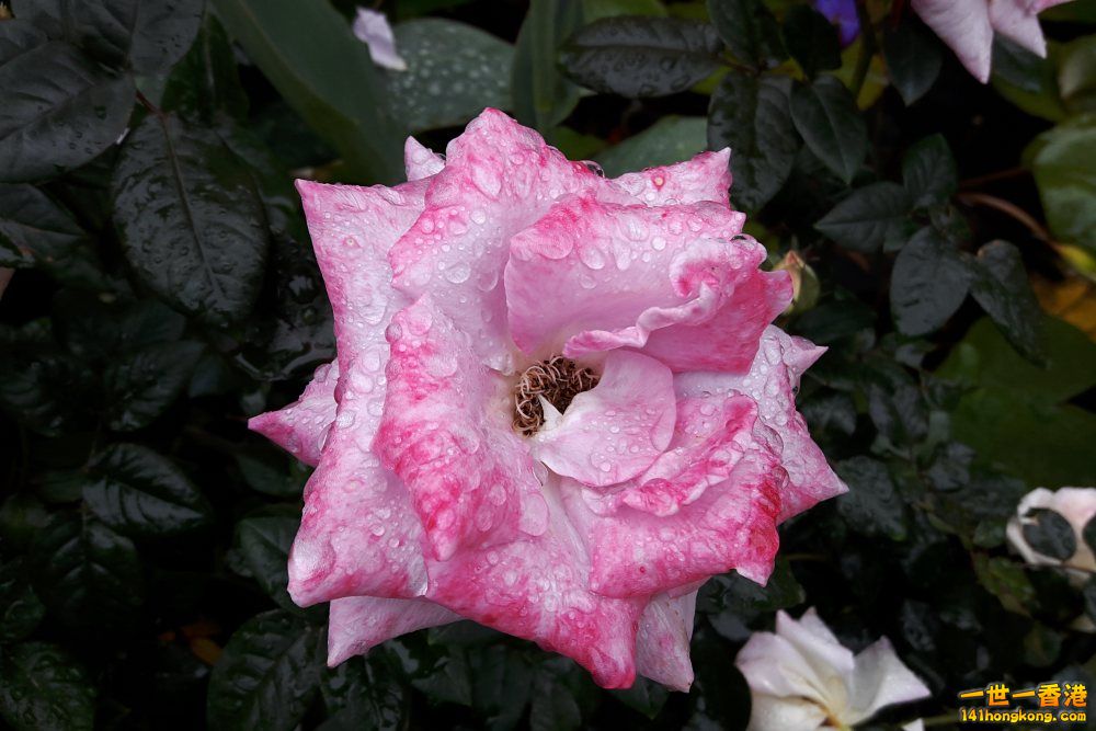 北區花鳥蟲魚-玫瑰 (6).jpg