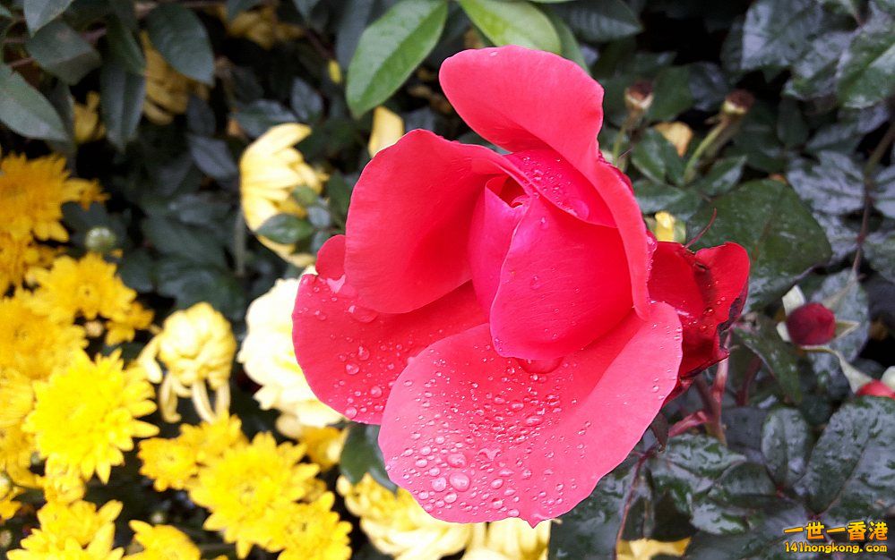 北區花鳥蟲魚-玫瑰 (1).jpg