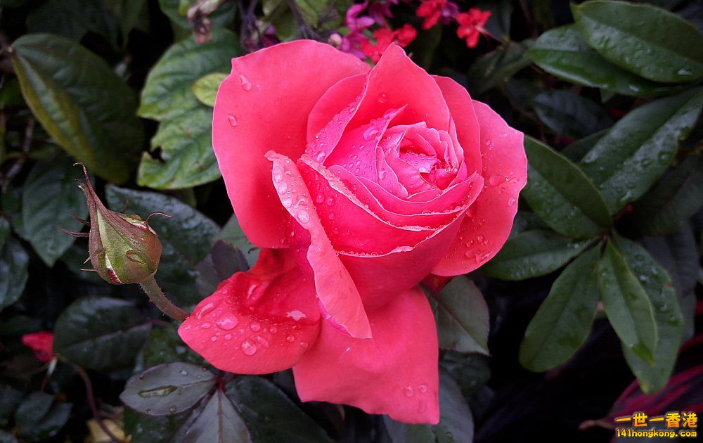 北區花鳥蟲魚-玫瑰 (2).jpg