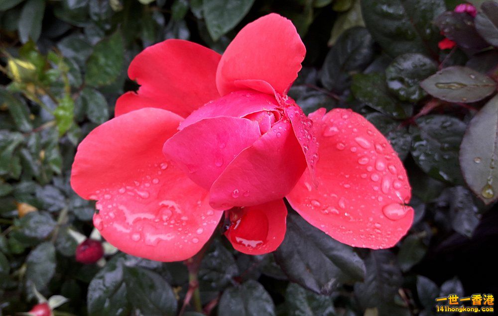 北區花鳥蟲魚-玫瑰 (3).jpg