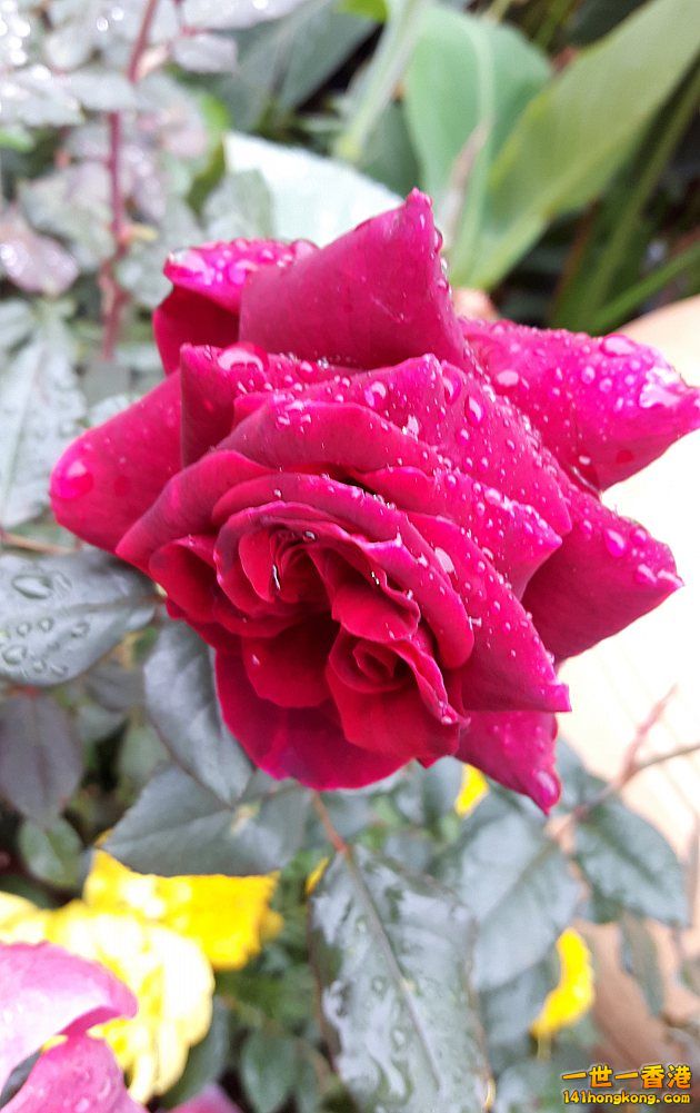 北區花鳥蟲魚-玫瑰 (5).jpg