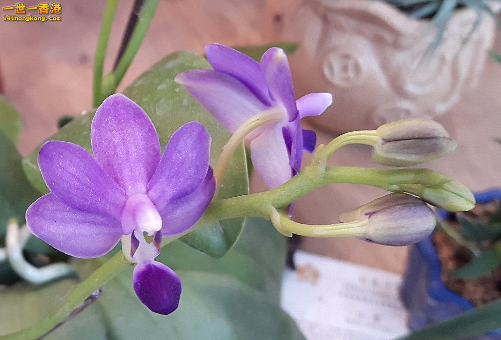 北區花鳥蟲魚-蘭花 (56).jpg