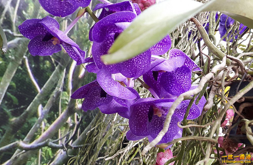北區花鳥蟲魚-蘭花 (58).jpg