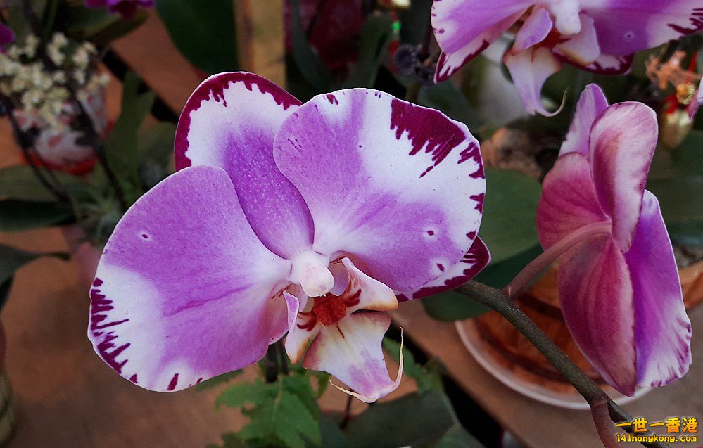 北區花鳥蟲魚-蘭花 (57).jpg