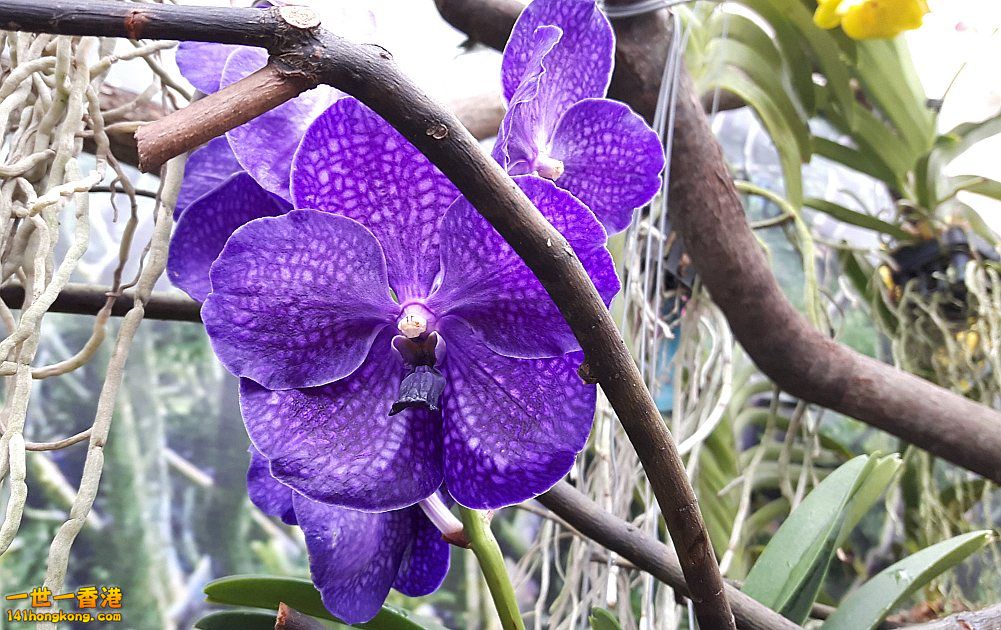 北區花鳥蟲魚-蘭花 (61).jpg