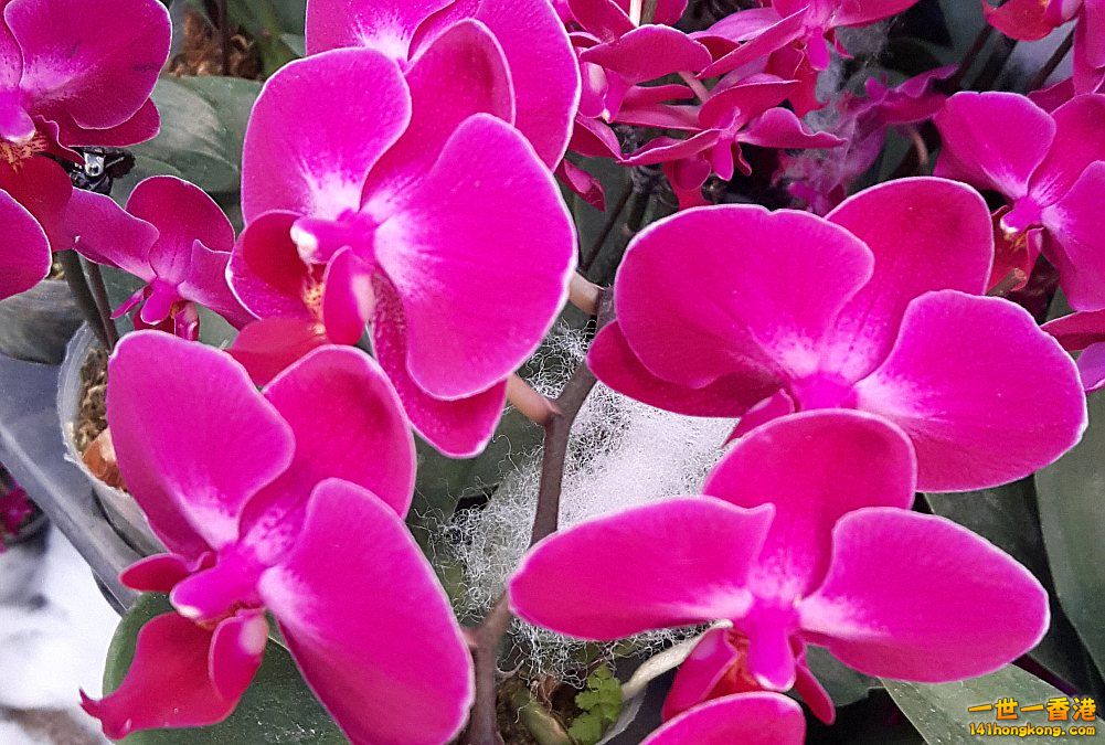 北區花鳥蟲魚-蘭花 (53).jpg