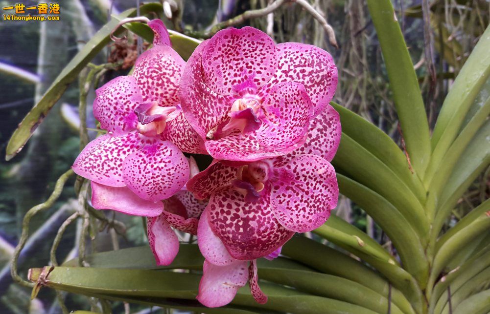 北區花鳥蟲魚-蘭花 (59).jpg