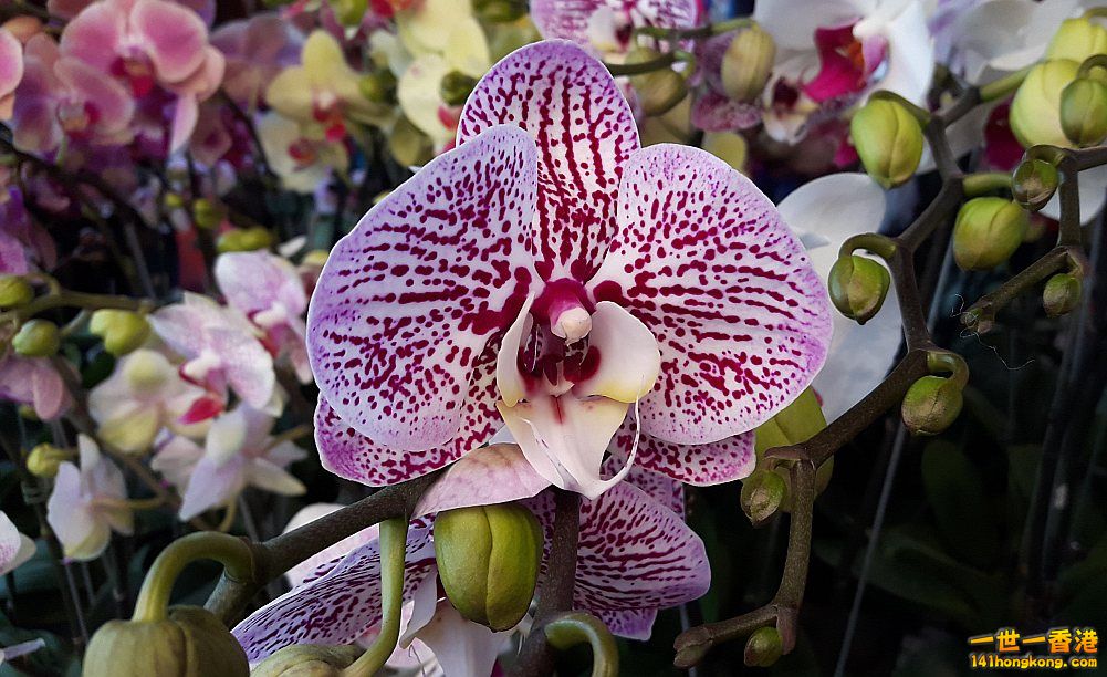 北區花鳥蟲魚-蘭花 (54).jpg