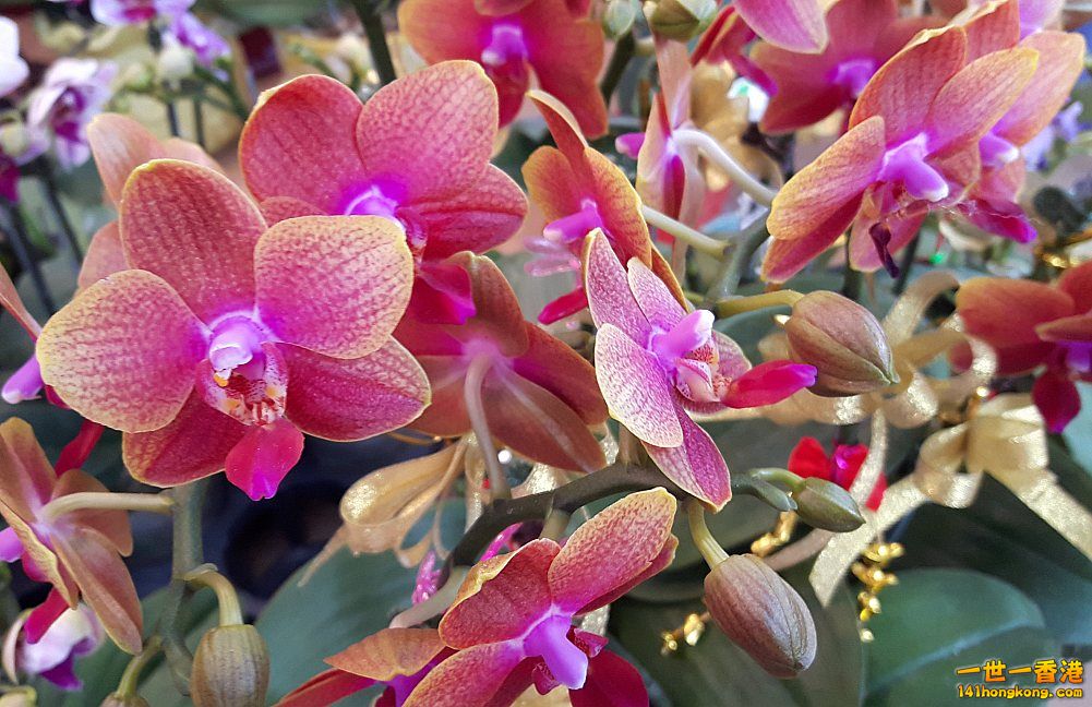 北區花鳥蟲魚-蘭花 (55).jpg