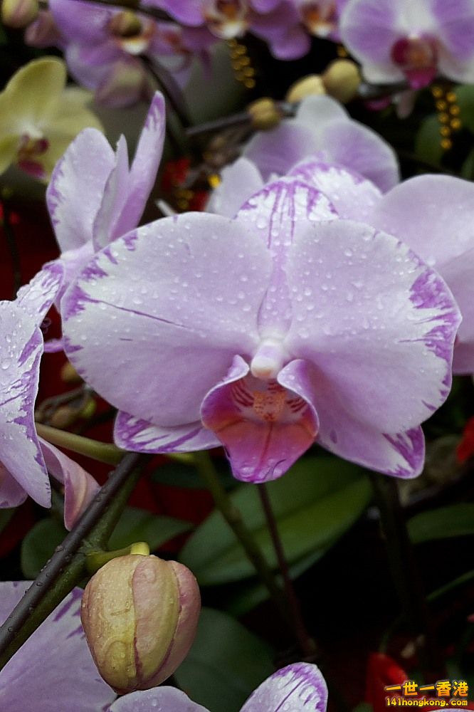 北區花鳥蟲魚-蘭花 (60).jpg